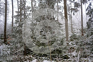 Frost in a mountain forest in austria