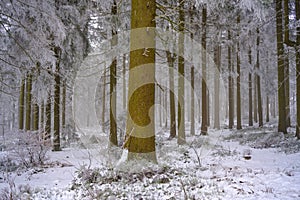 Frost in a mountain forest in austria