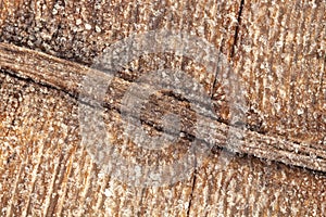 Frost on a old wooden surface. Winter morning dew and freezing