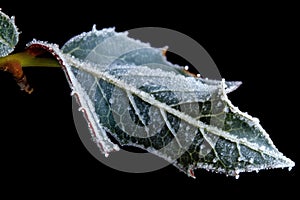 frost outlining edges of a holly leaf