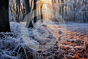 frost patterns on fallen leaves on forest ground