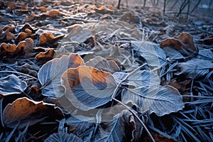 frost patterns on fallen leaves on forest ground