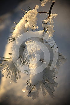 Frost on Pine