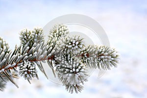 Frost pine