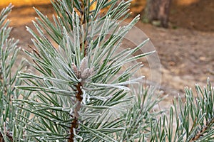 Frost on pine needles