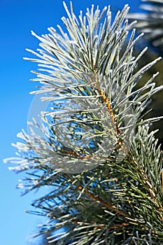 Frost on pine.