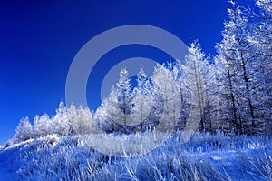 Frost on the pine tree