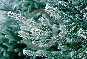 Frost on Pine Tree