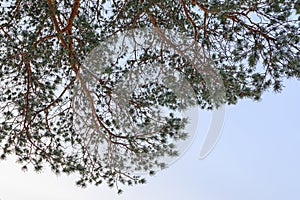 Frost pine tree branch at winter day