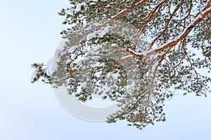 Frost pine tree branch at winter day