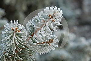 Frost on Pine Tree