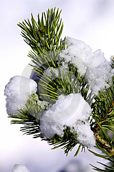 Pine tree covered with frost, blue toned