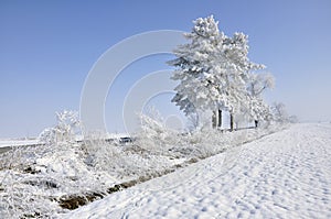 Frost pine in a winter day