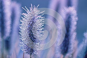 Frost on a plant on a cold winter morning.