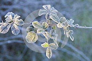 Frost plant of wild blackberry or Rubus ulmifolius photo