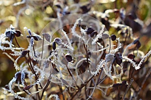 Frost on plants.