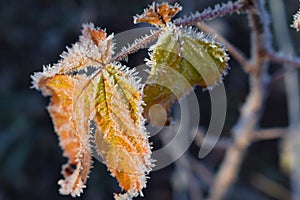 Frost on plants.