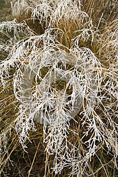 Frost on a plants