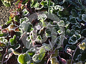 Frost on the plants