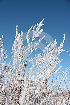 Frost on plants