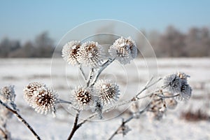 Frost on plants