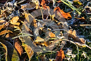 Frost on plants in winter