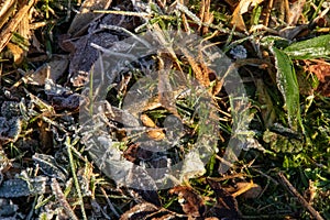 Frost on plants in winter