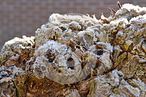 Frost on a pollarded willow tree