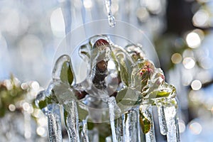 Frost protection irrigation. Frozen Apple Tree Blossom