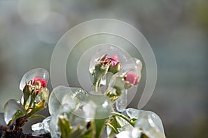 Frost protection irrigation. Frozen Apple Tree Blossom