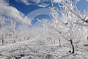 Frost protection and snow