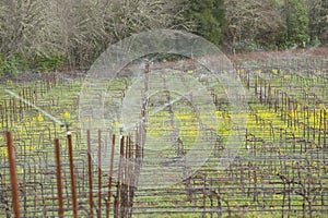 Frost protection in vineyard