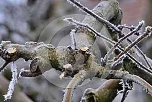 Frost on a pruned fresh pruned apple tree in january