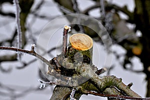 Frost on a pruned fresh pruned apple tree in january