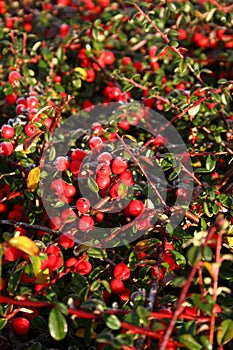 Frost on pyracantha