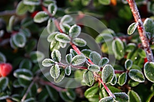 Frost on pyracantha