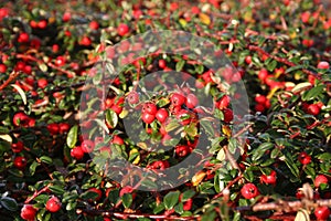 Frost on pyracantha