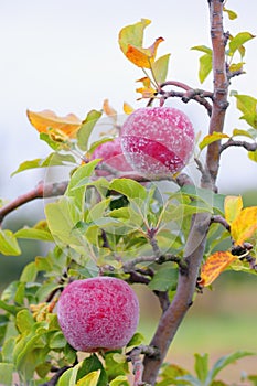 Frost on red autumn apples