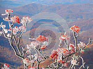 Frost on red berries