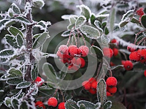 Frost on red berries (pyracantha) Mid December - Szczecin Poland
