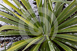 Frost-resistant blue palm lily known as Yucca rostrata stands snow-covered in the bed