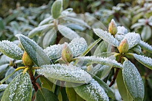 Frost on Rhododendron