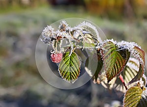 Frost and rime on green leaves of raspberry plant with berries in autumn park.