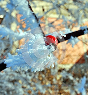 frost on a rose hips berries