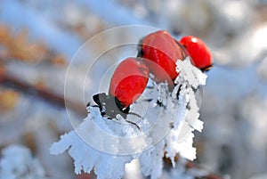 frost on a rose hips berries