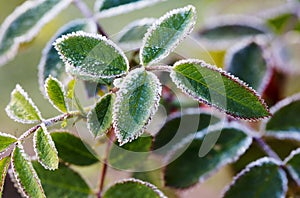 Frost on the rose leaves.