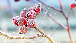 Frost on the rosehips rosebuds