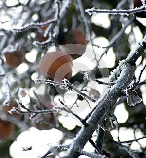 frost on a rotten apples in orchard,shallow dof