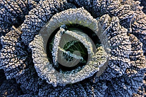 Frost on savoy cabbage