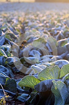 Frost on savoy cabbage field